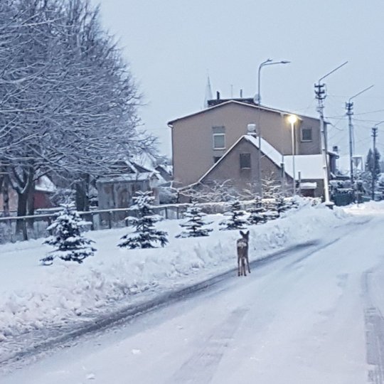 Iliustracija