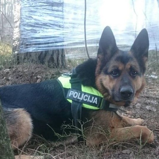 Iliustracija
